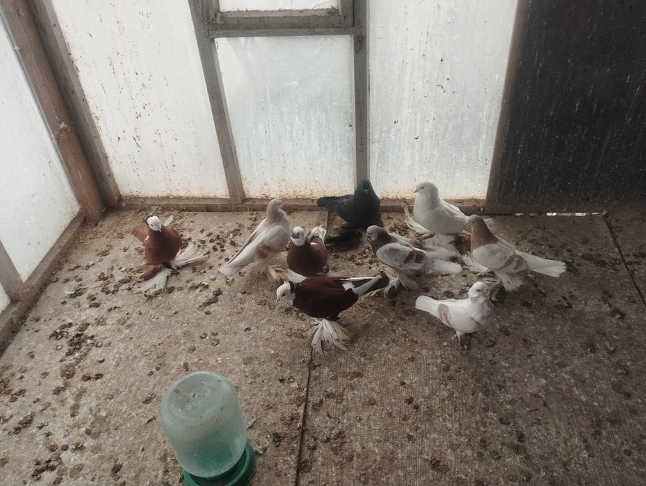 Голуби на продажу