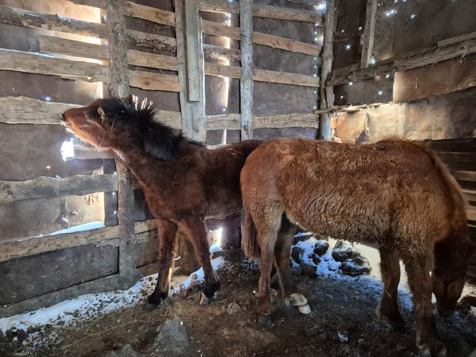 Продам Тай 3300 кг