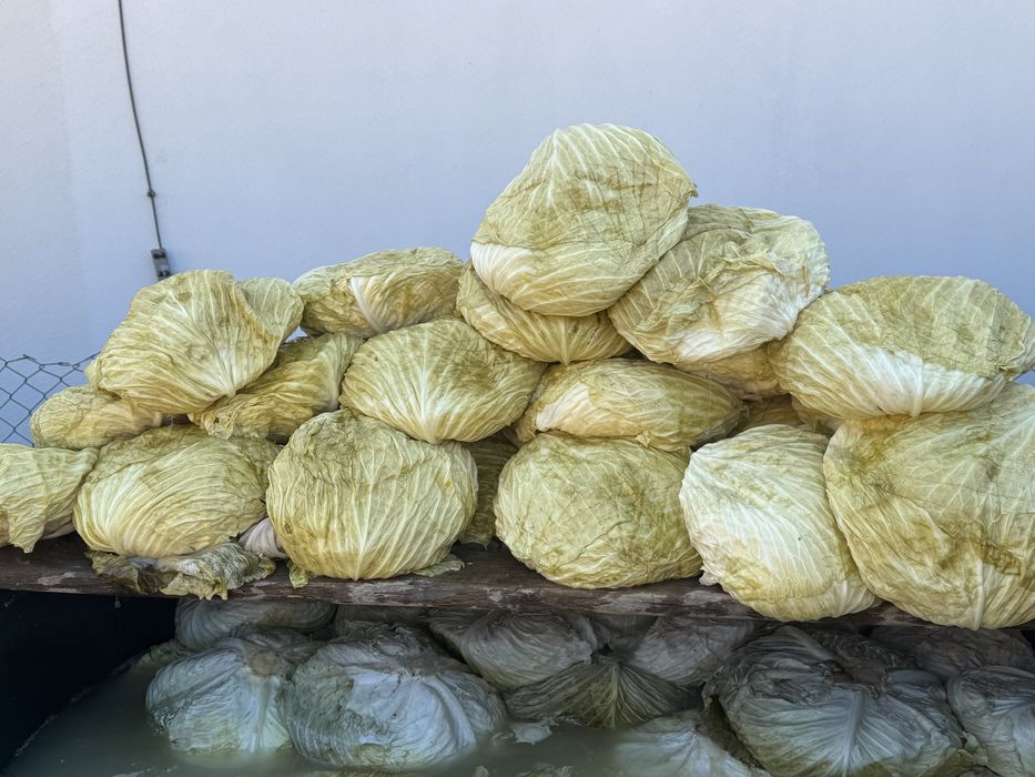 Vând varză murată gunma 2,5 kg  …gogonele  murate5 leii kg