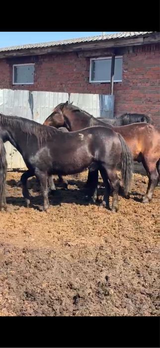 Жирные лошади по 2-3 пальца .