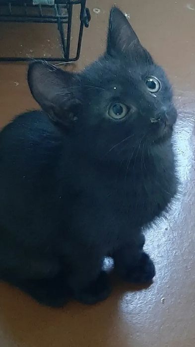 Отдам котят маленьких