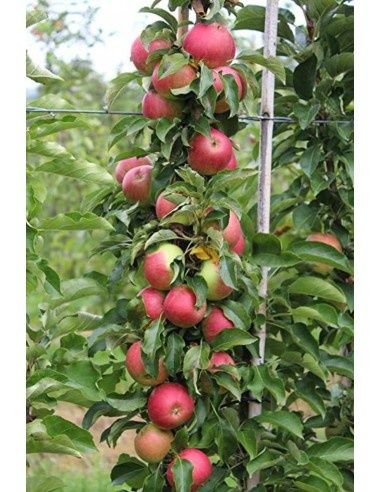 Pomi Fructiferi Columnari  MAR