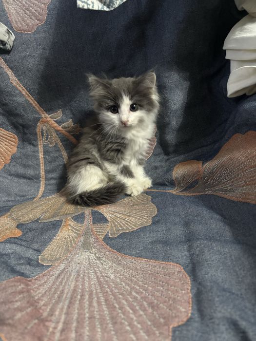 Отдам котенка в добрые руки