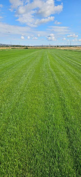 Газон под ключ рулонный посевной