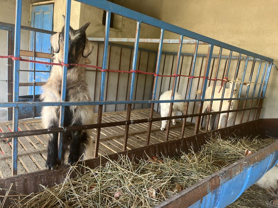 Орыс ешкі  екі лағы мен