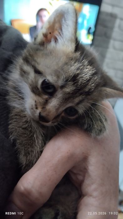Отдам котенка окраса табби