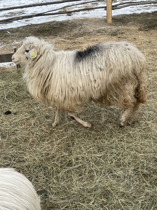 De vanzare oi si miei