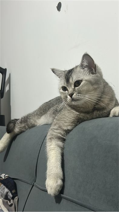 Отдам кошку в добрые руки