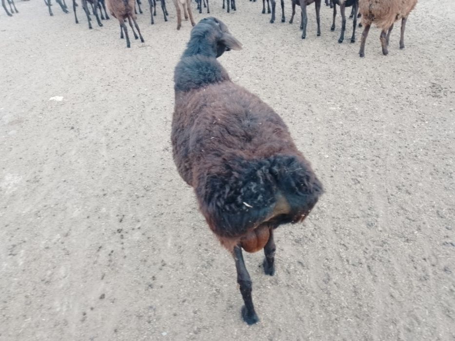 Кошкар сатылады 200мың.т