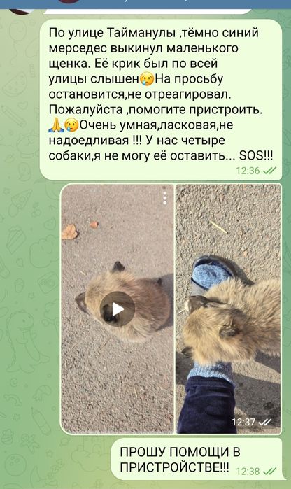 В добрые руки щеночек