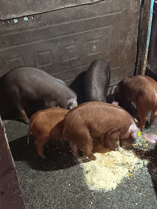 Vând duroc 13 săptămâni