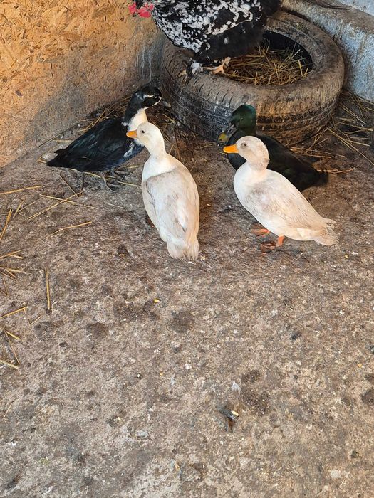 Pasari de rasă (rațe)