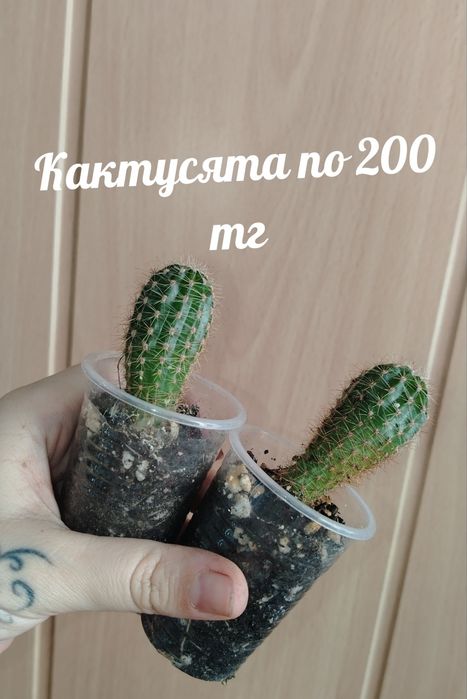 Продам комнатные растения