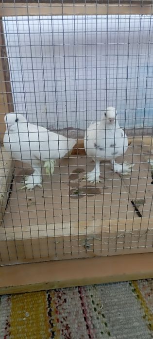 Продам голубки сотилади кабутарлар