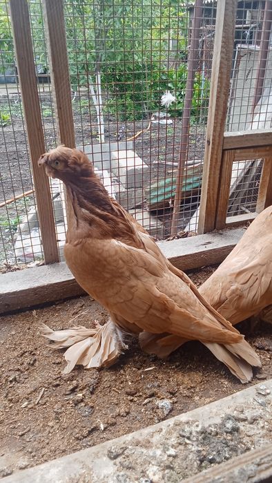 Голуби на продажу