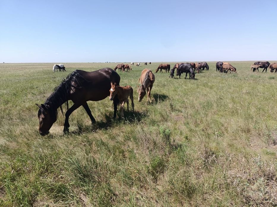 Жылқылар сатылады!