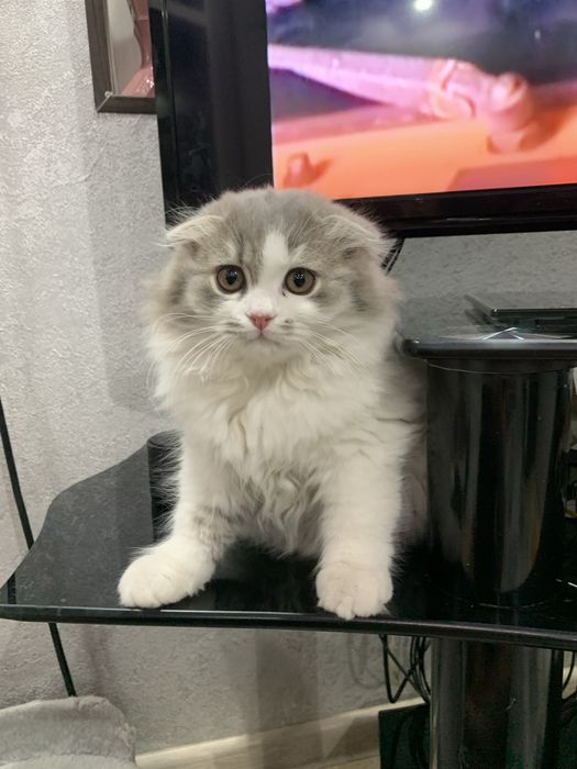 Вислоухая пушистая девочка скотиш фолд