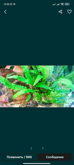 Криптоккарина аквариумное растение