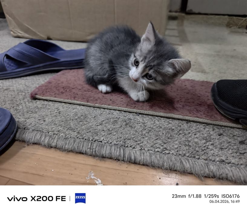 Котёнок в добрые руки