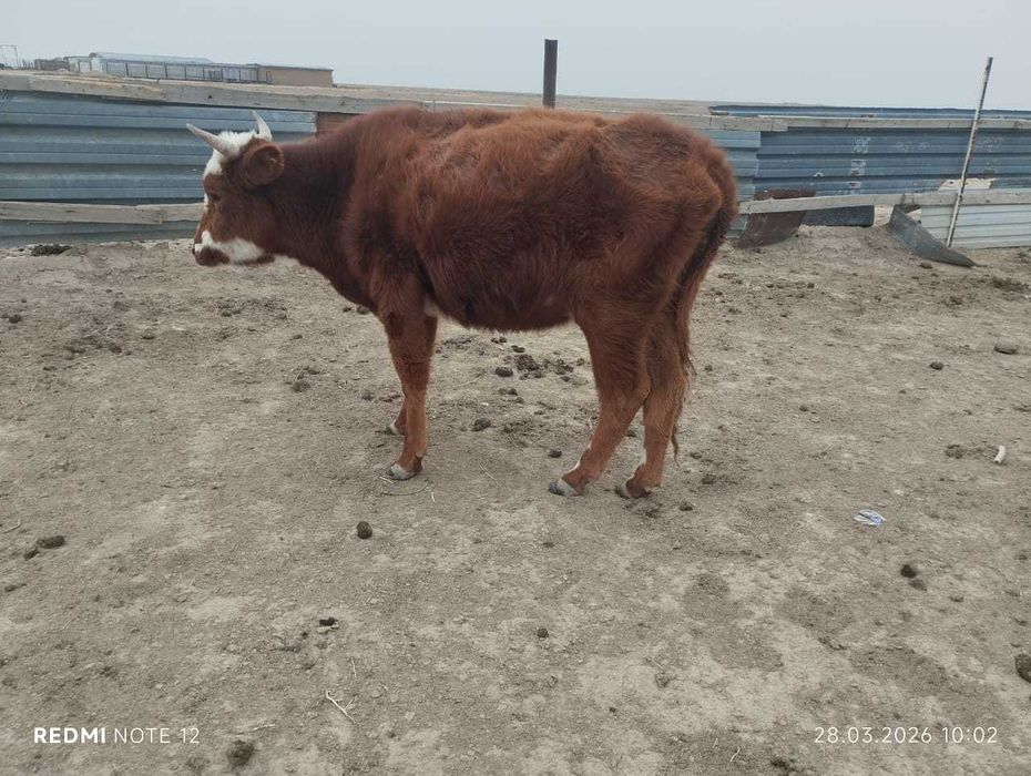 Қашар сатылады..