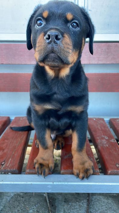 Чистокръвно Ротвайлерче