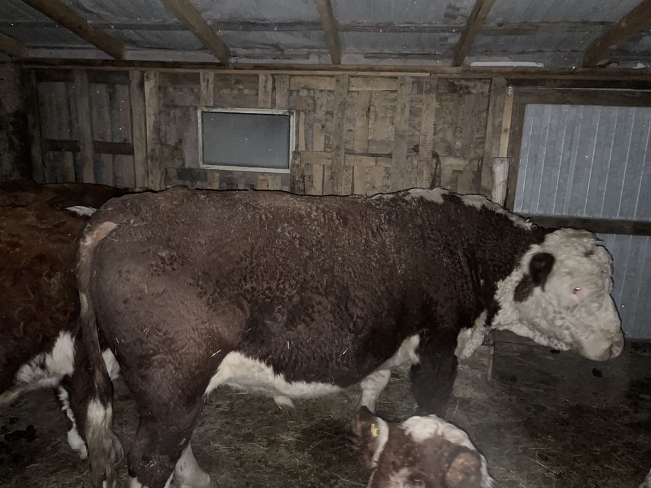 Бык производитель