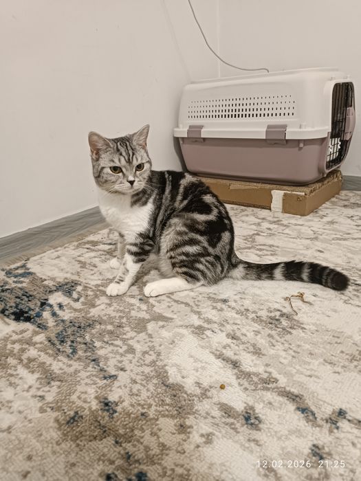 Кошка Mushuk Cat