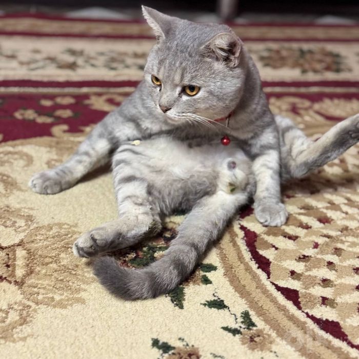 Кот на вязку британец