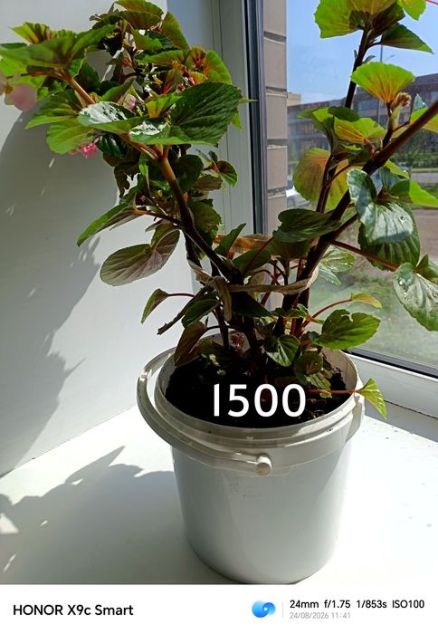 Продам комнатные растения