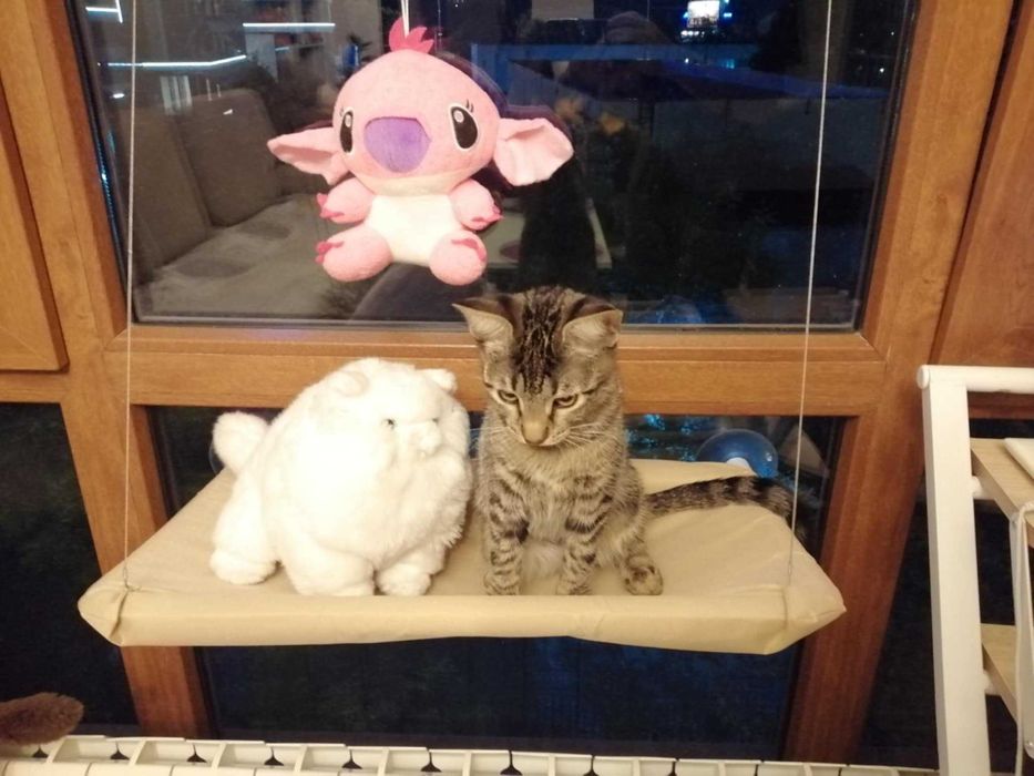 Три котета търсят дом