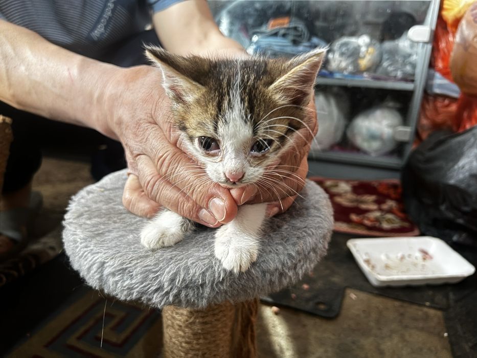 Отдам в добрые руки БЕСПЛАТНО