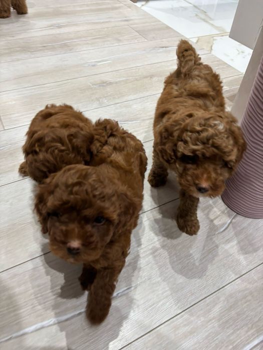 Мини Пудел Mini poodle