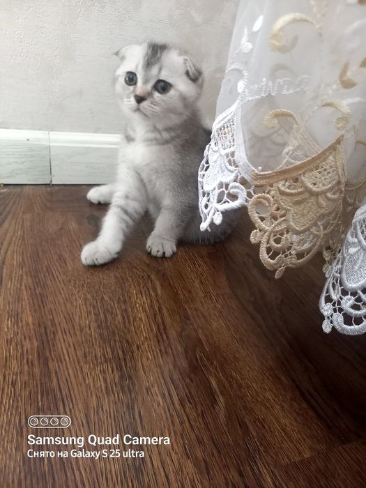 Заголовок: Чистокровный Шотландский вислоухий котенок (Scottish Fold),