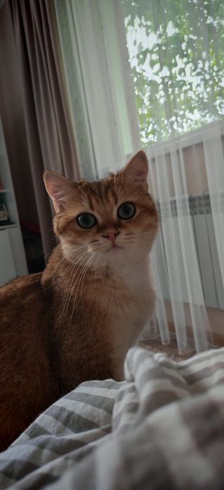 Котик ищет себе дом