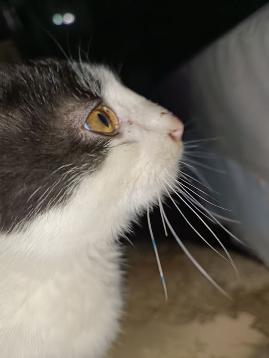 ОЧЕНЬ ласковая кошечка!