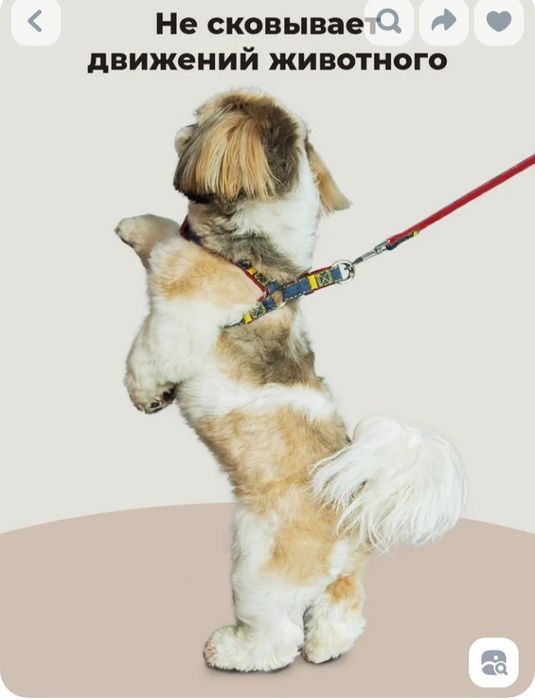 Продам шлейку с поводком