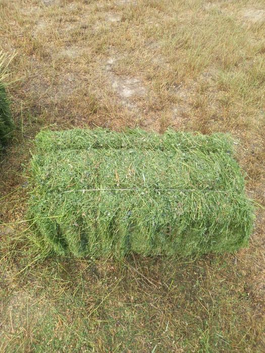 Жонышқа,люцерно,