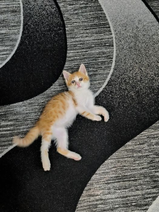 Подарявам женско  котенце