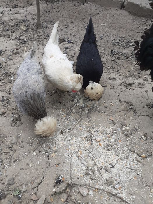 Vând cocoși Paduane