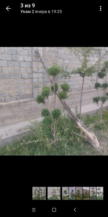 Арча бансай 700000 сум