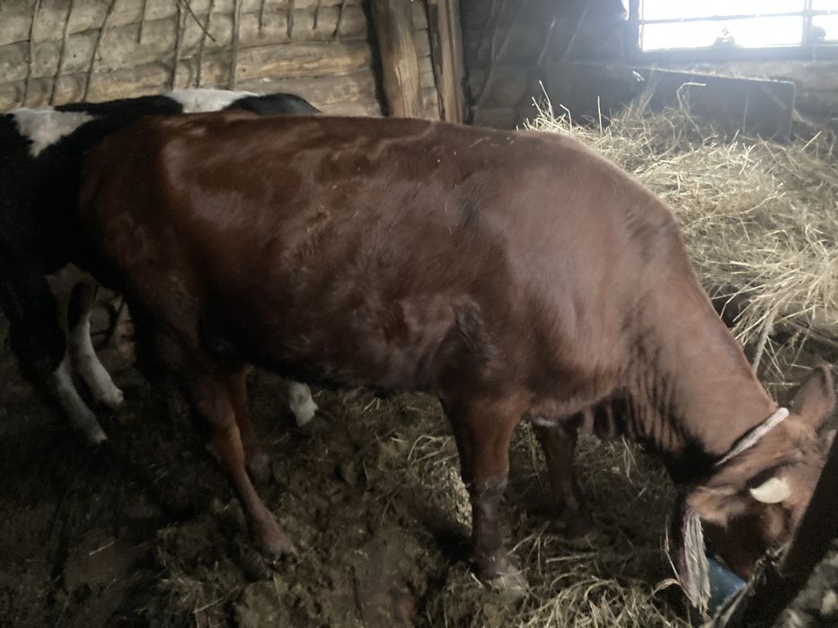 бычки, телочки на продажу