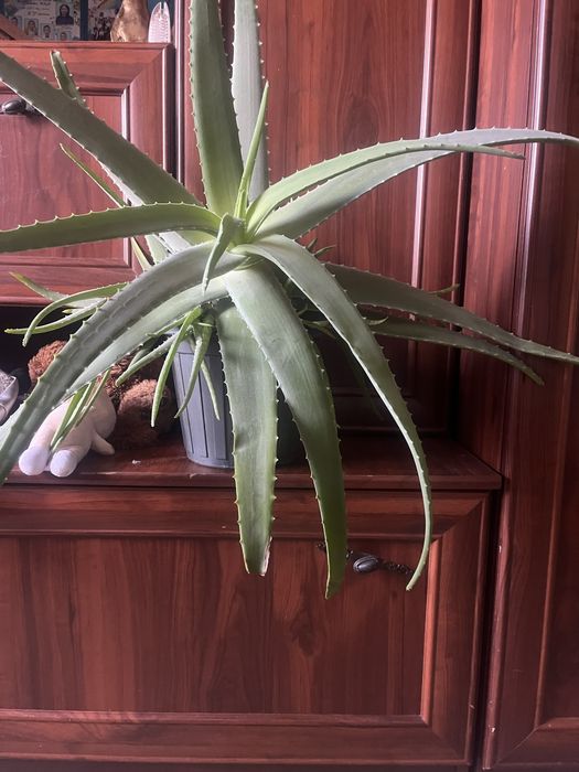 Продам цветы алое