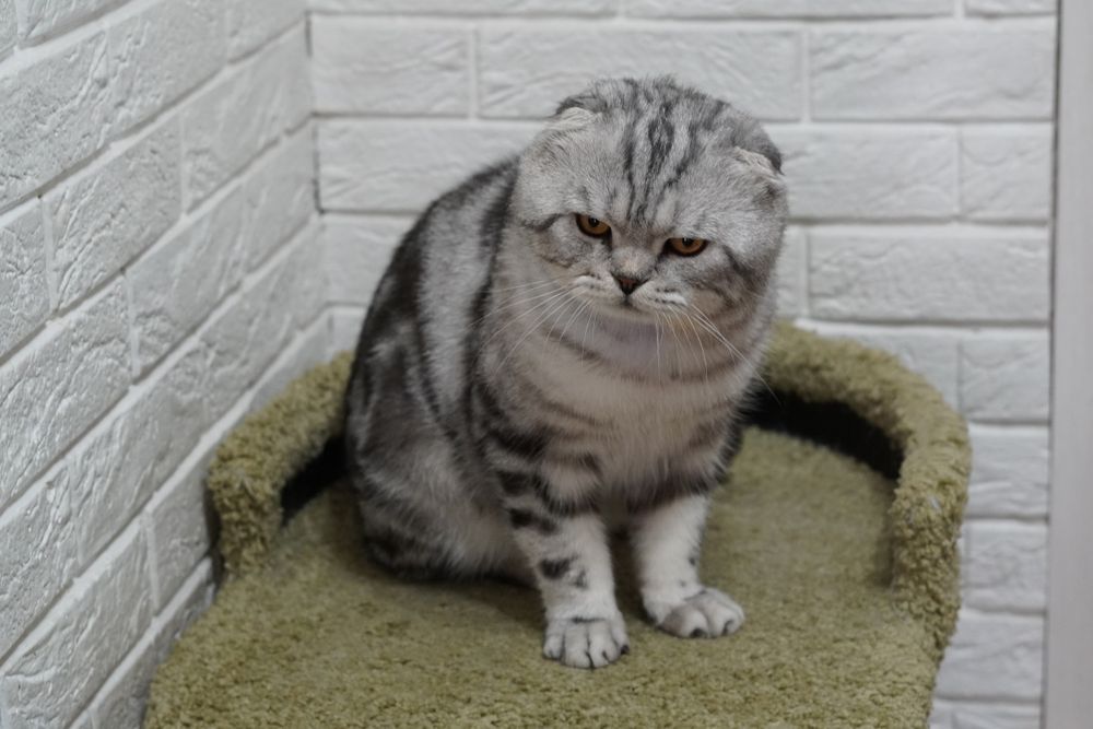 Вислоухий кот Вязка