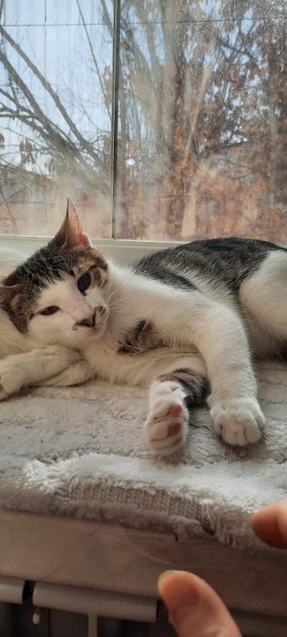 Котенок, четыре месяца.  Мальчик.