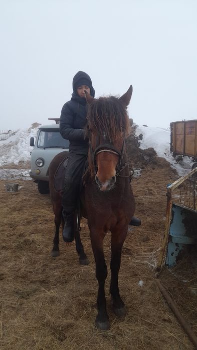 Құнаннан Дөненге шығады