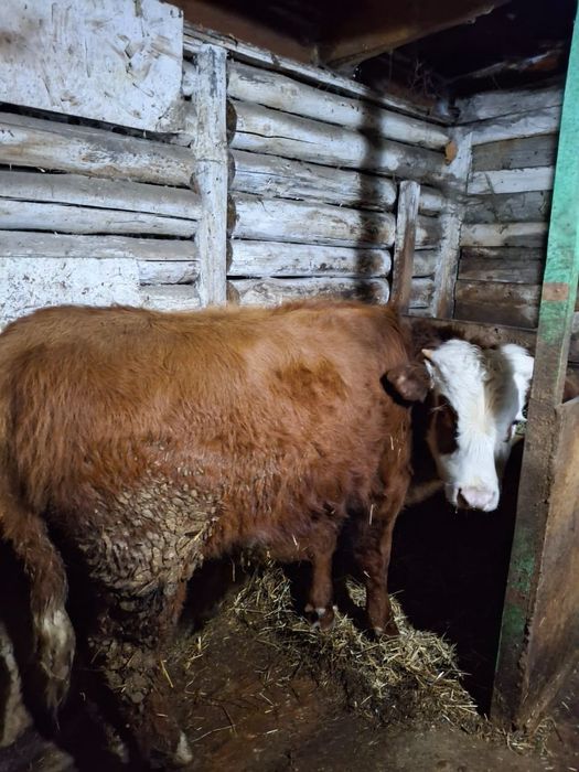 Продам крупно рогатый скот