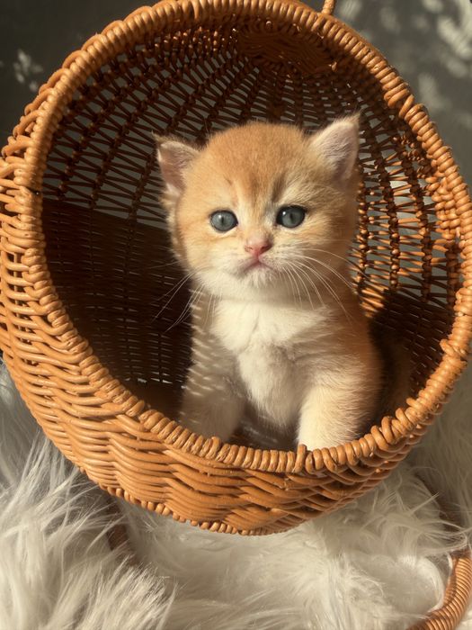 Продам драгоценных шиншиллок