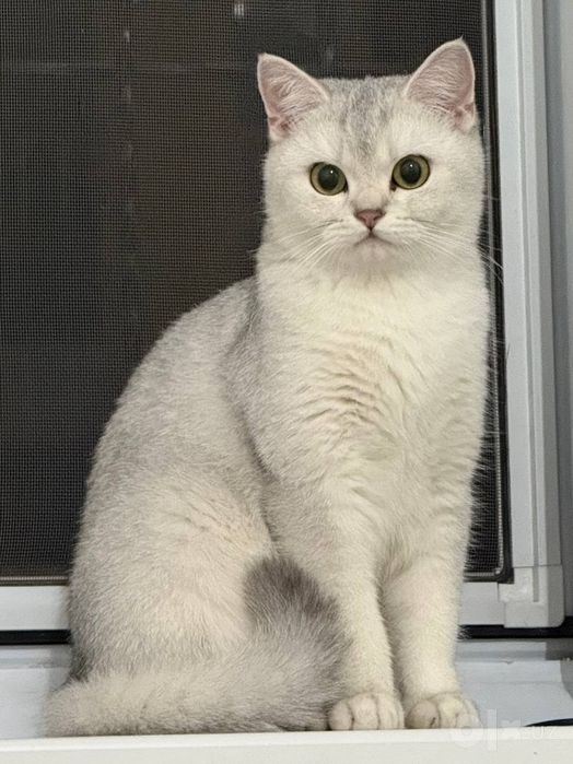 Отдам серебристую шиншиллу
