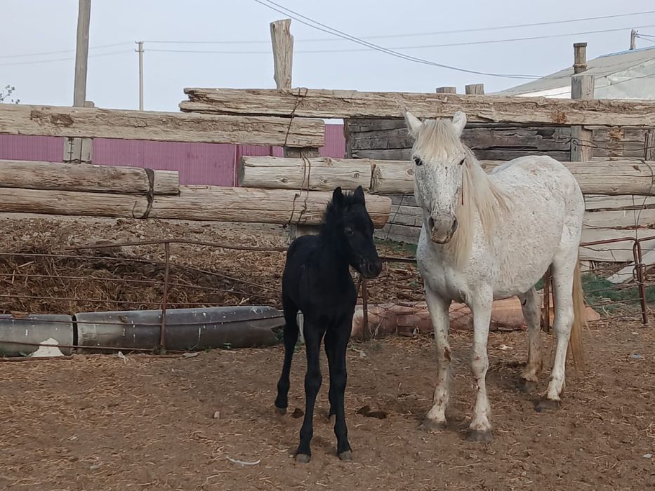 Құлынды бие сатылады