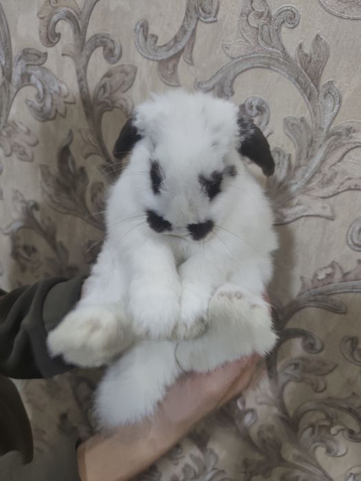 Продам дикаративного кролика породы баран